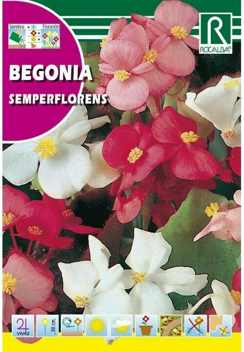 FLORES BEGONIA FLORES BEGONIA