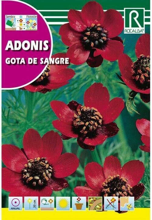 FLORES ADONIS
