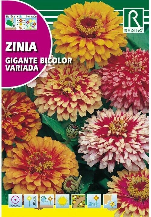 FLORES ZINIA GIGANTE BICOLOR VARIADA