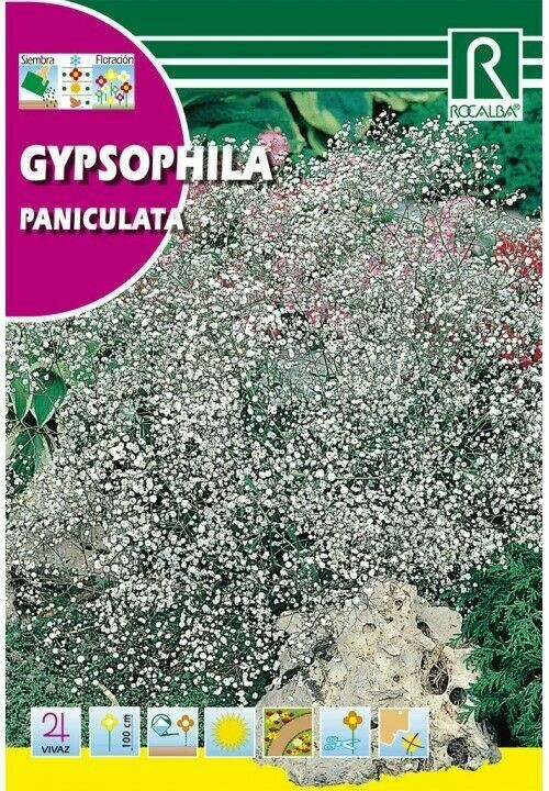 FLORES GYPSOPHILA