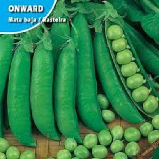 HORTALIZAS GUISANTE ONWARD AUSTRALIA MATA BAJA