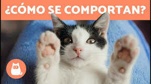 Comportamiento