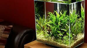 Cuidado de las plantas