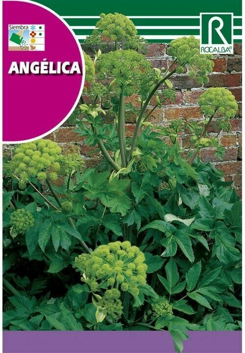 MEDICINALES, AROMATICAS Y CULINARIAS ANGÉLICA