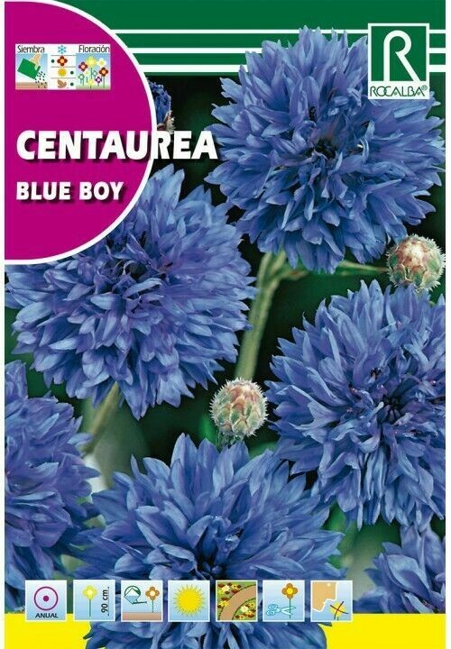 FLORES CENTAUREA
