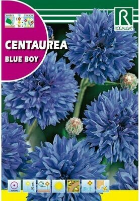 FLORES CENTAUREA