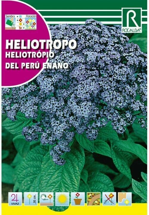 FLORES HELIOTROPO FLORES HELIOTROPO