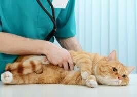 Cardiología y Circulación