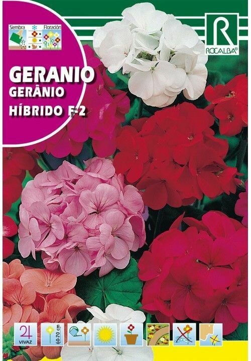 FLORES GERANIO HIBRIDO