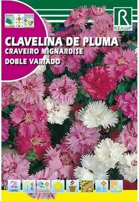 FLORES CLAVELINA DE PLUMA DOBLE VARIADO