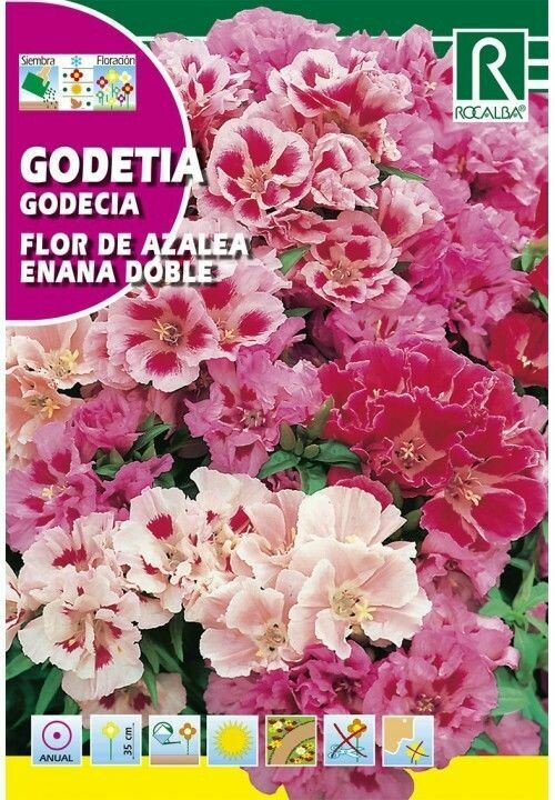 FLORES GODETIA FLOR DE AZALEA ENANA DOBLE