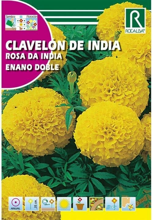 FLORES CLAVELÓN ROSA DE INDIA ENANO DOBLE AMARILLO