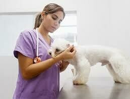 Vestuario profesional