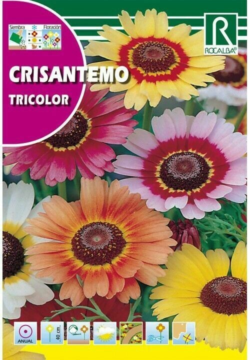 FLORES CRISANTEMO TRICOLOR