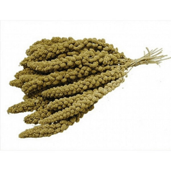 PANIZO EN ESPIGA AMARILLO PARA PAJAROS 5000 GRS