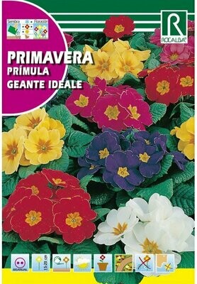 FLORES PRIMAVERA GIGANTE IDEALE