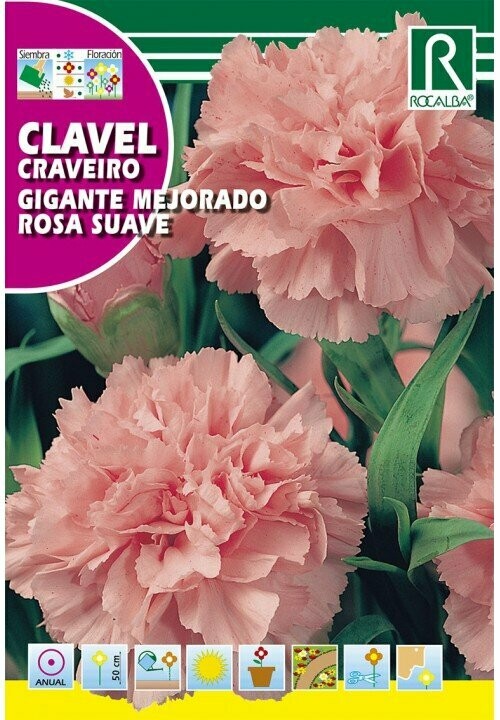 FLORES CLAVEL GIGANTE MEJORADO ROSA SUAVE