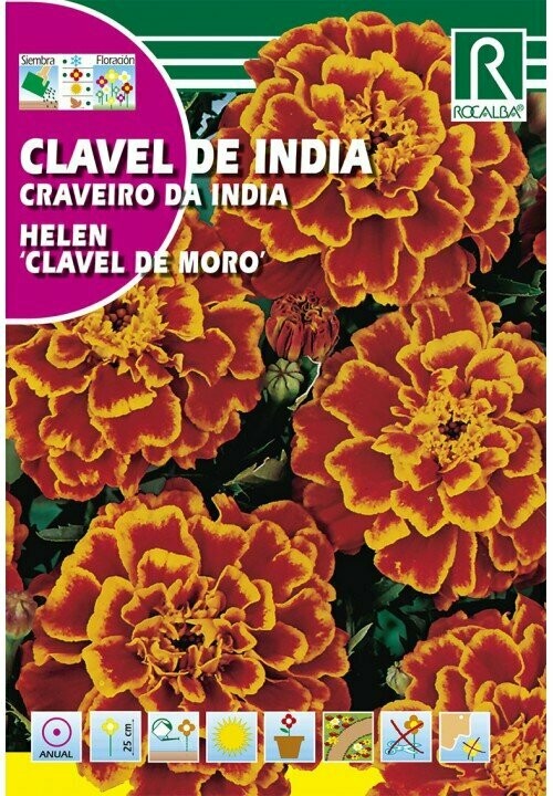 FLORES CLAVEL DE INDIA HELEN DOBLE ENANO DE MORO