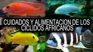 Alimentos para cíclidos