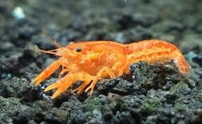 Alimentos para Gambas y Cangrejos