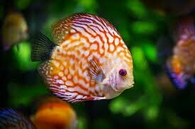 Alimentar a los peces de agua dulce
