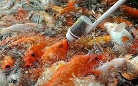 Alimentar a los peces de estanque