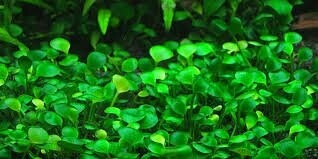 Cuidado de las plantas y abonado con CO2