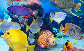 Técnica para acuarios de agua salada