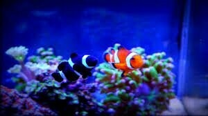 Espumadores y bombas