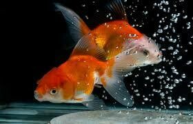 Alimentos para carpas doradas