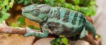Alimentar a los animales de terrario