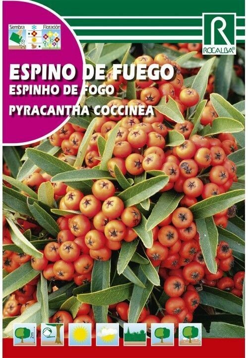 ARBOL ESPINO DE FUEGO