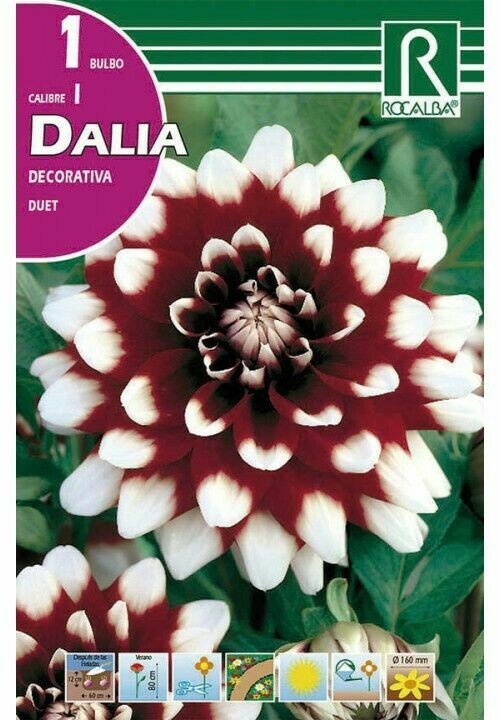 FLORES BULBOS DALIA DUET -ESCARLATA, PUNTAS BLANCAS BULBOS DE PRIMAVERA