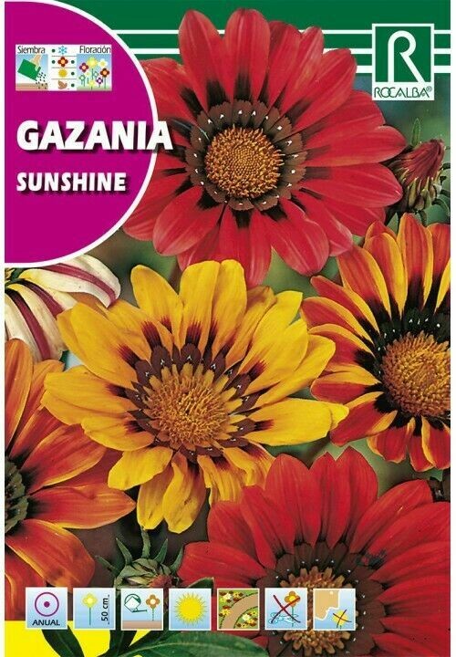 FLORES GAZANIA SUNSHINE