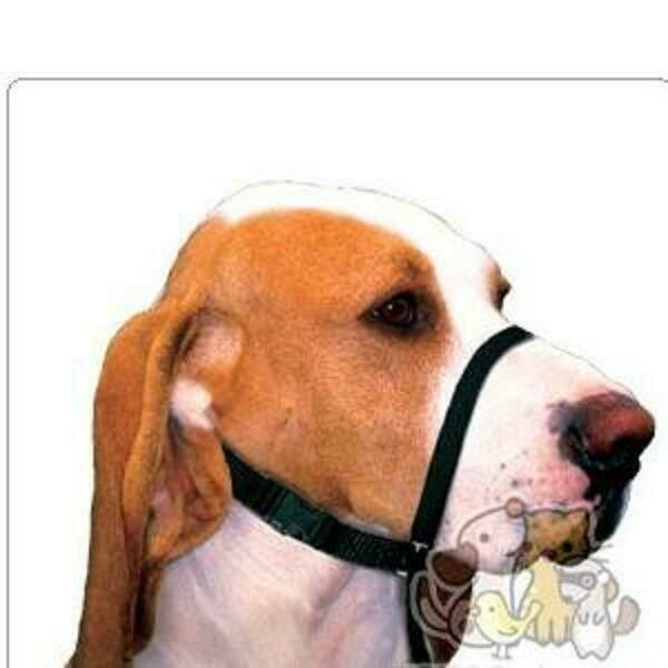 BOZAL DE ADIESTRAMIENTO CON COLLAR DE NYLON Talla Grande