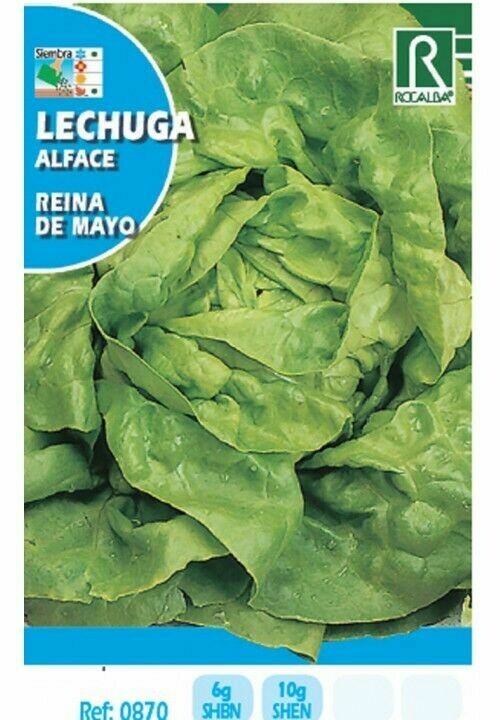 HORTALIZAS LECHUGA REINA DE MAYO