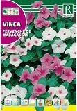 FLORES VINCA