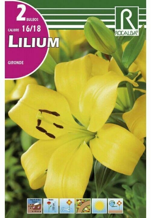 FLORES BULBOS LILIUM GIRONDE -AMARILLO BULBOS DE PRIMAVERA