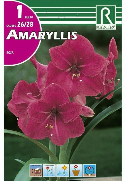 AMARYLLIS -ROSA