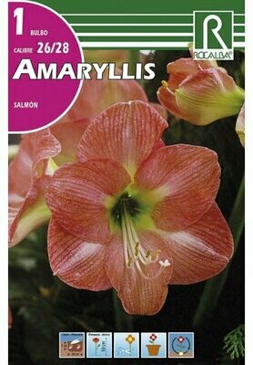 AMARYLLIS -SALMON