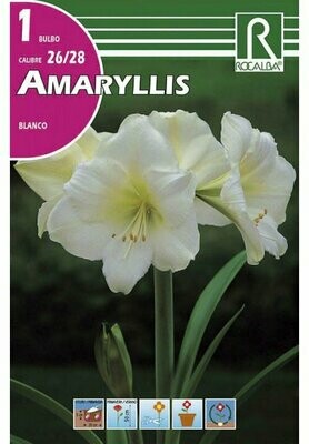 AMARYLLIS -BLANCO