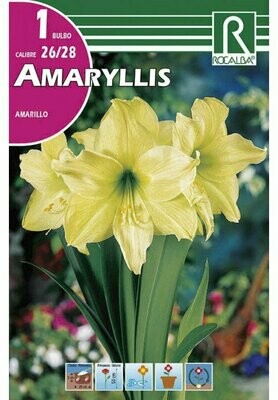 AMARYLLIS -AMARILLO