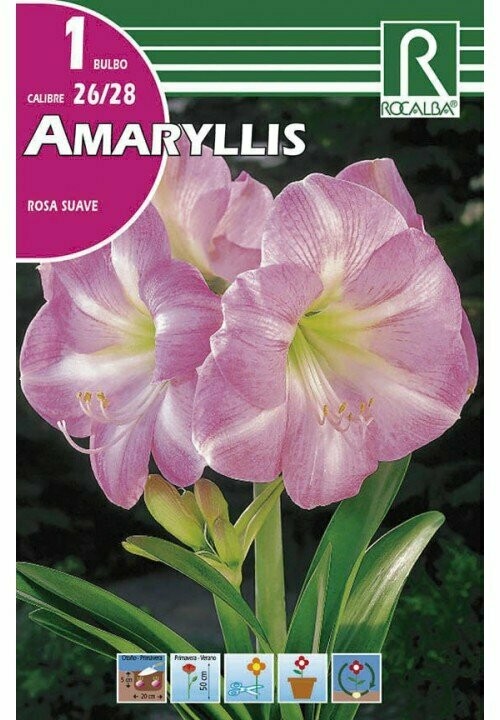 AMARYLLIS -ROSA SUAVE