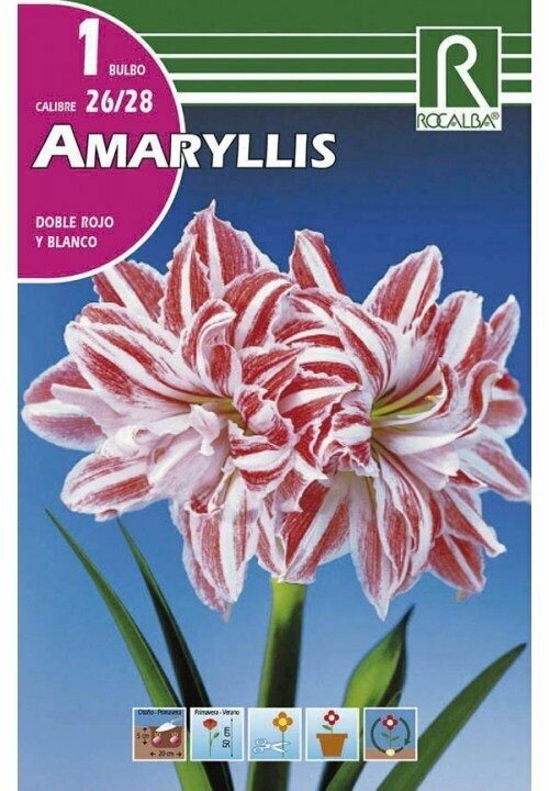 AMARYLLIS -DOBLE ROJO Y BLANCO