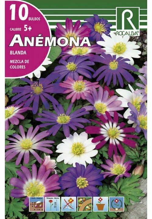 ANEMONAS BLANDA -MEZCLA DE COLORES