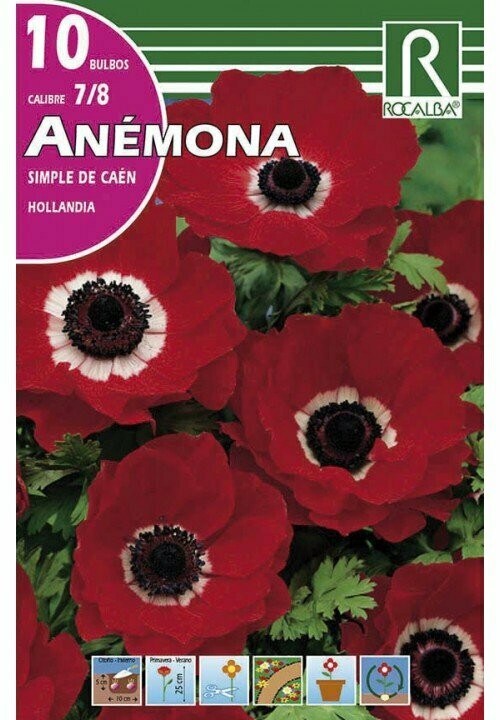 ANEMONAS HOLLANDIA -ROJO