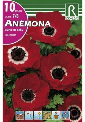 ANEMONAS HOLLANDIA -ROJO