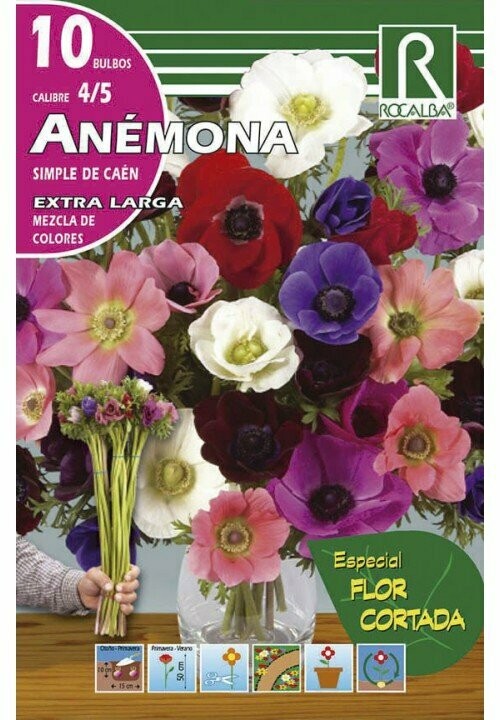 ANEMONAS SIMPLES CAEN EX.LARGA -MEZCLA