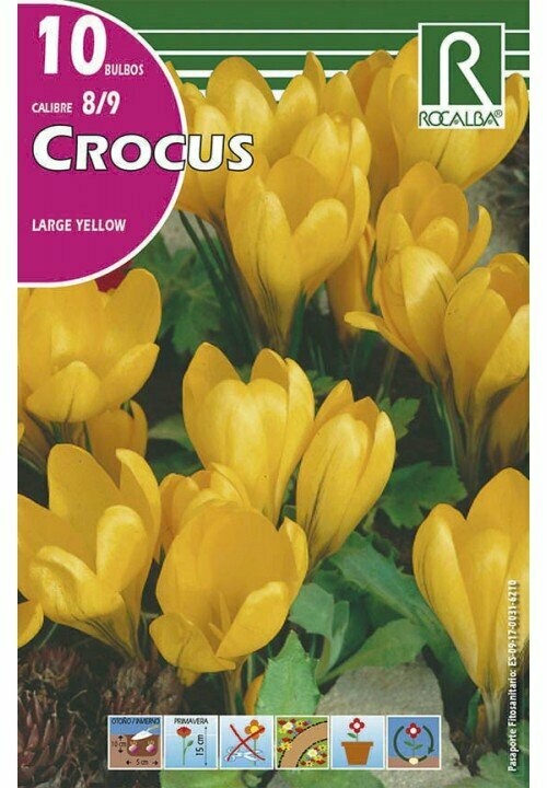 CROCUS LARGE YELLOW -AMARILLO