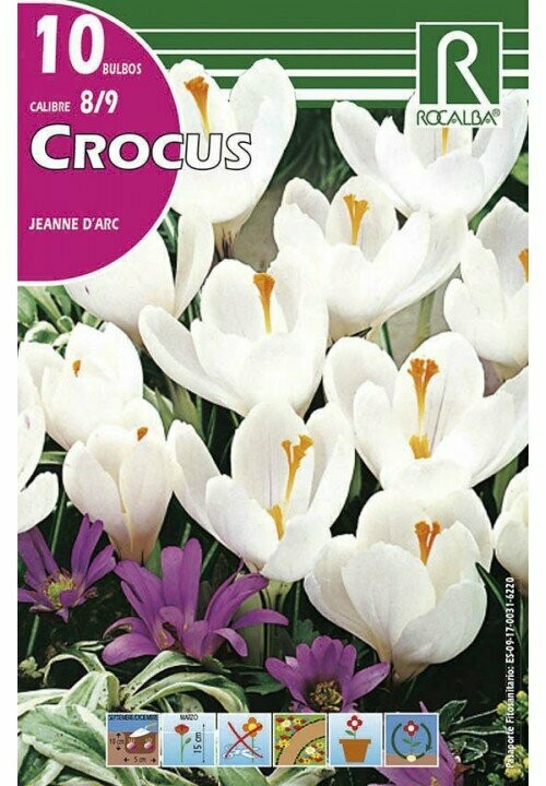 CROCUS JEANNE D'ARC -BLANCO Y LILA